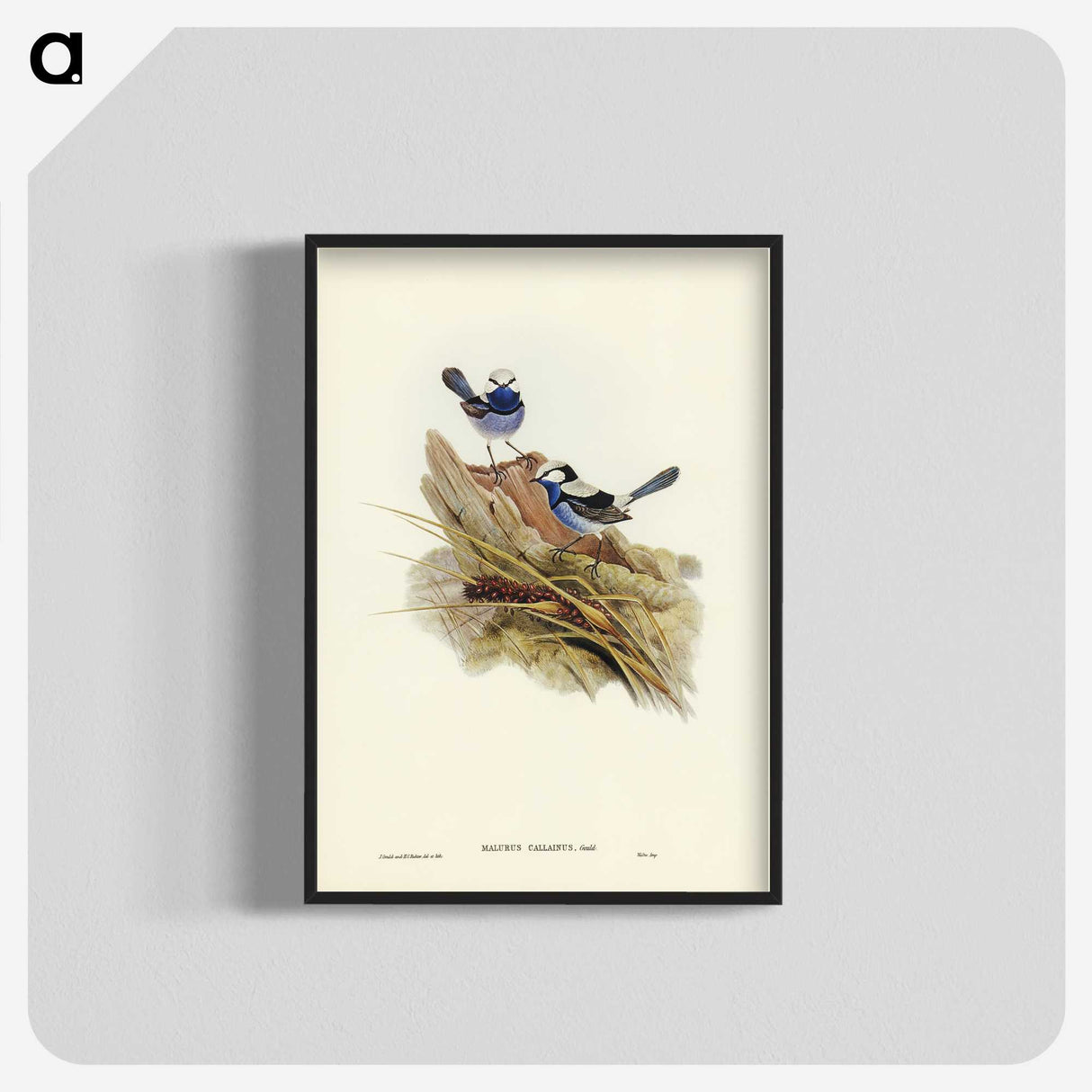 3-23_John-Gould_blk-crop