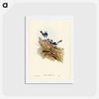 アートポストカード-Turquoisine Superb Warbler
 - ジョン グールド Postcard.
