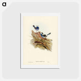アートポストカード-Turquoisine Superb Warbler
 - ジョン グールド Postcard.