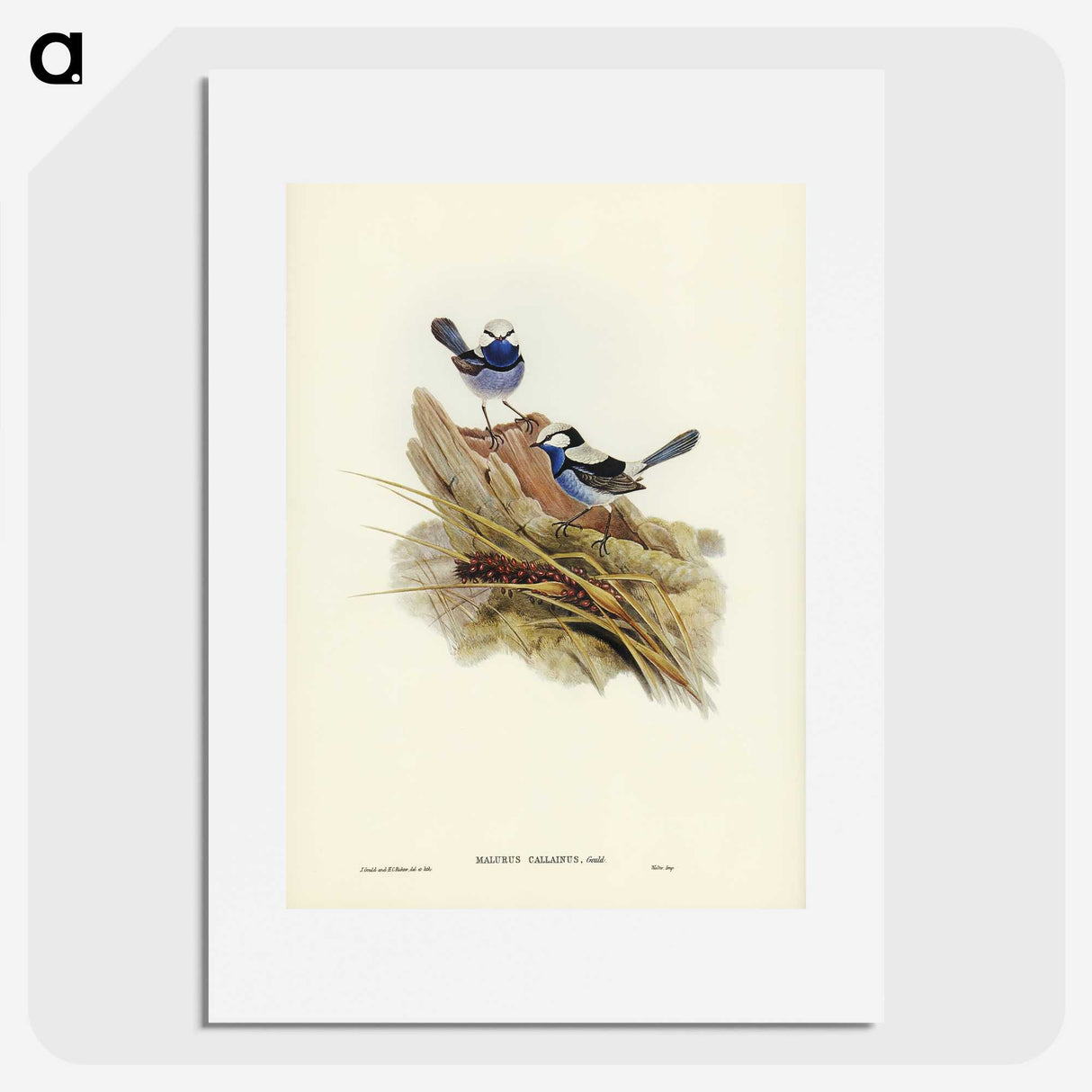3-23_John-Gould_picture
