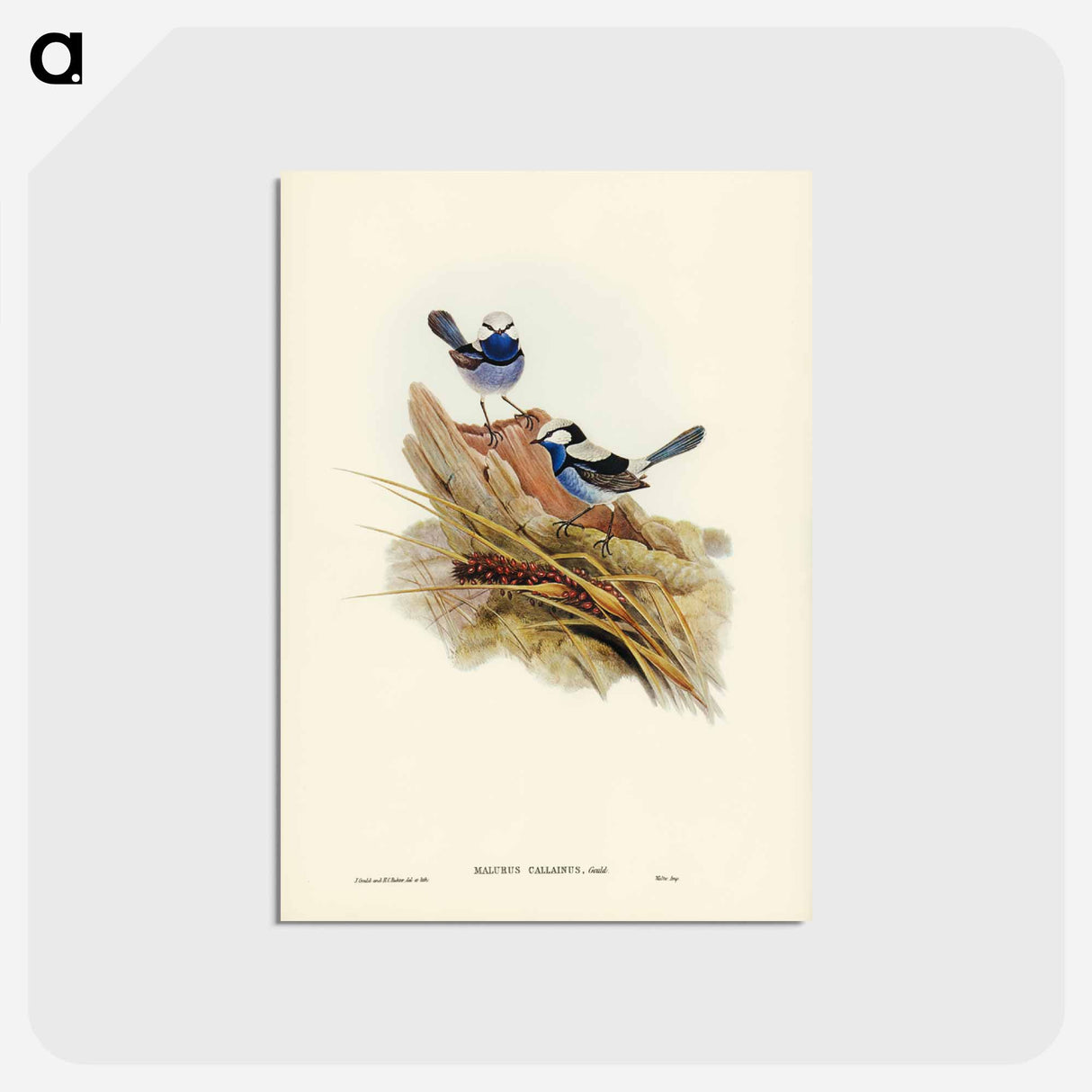 アートポストカード-Turquoisine Superb Warbler
 - ジョン グールド Postcard.