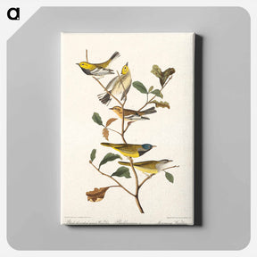 アートパネル-Warblers of America
 - ジョン ジェームス オーデュボン Canvas.