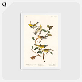 アートポストカード-Warblers of America
 - ジョン ジェームス オーデュボン Postcard.