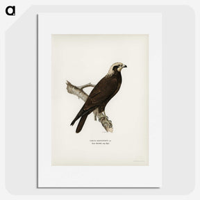 3-23_Magnus-von-Wright_picture