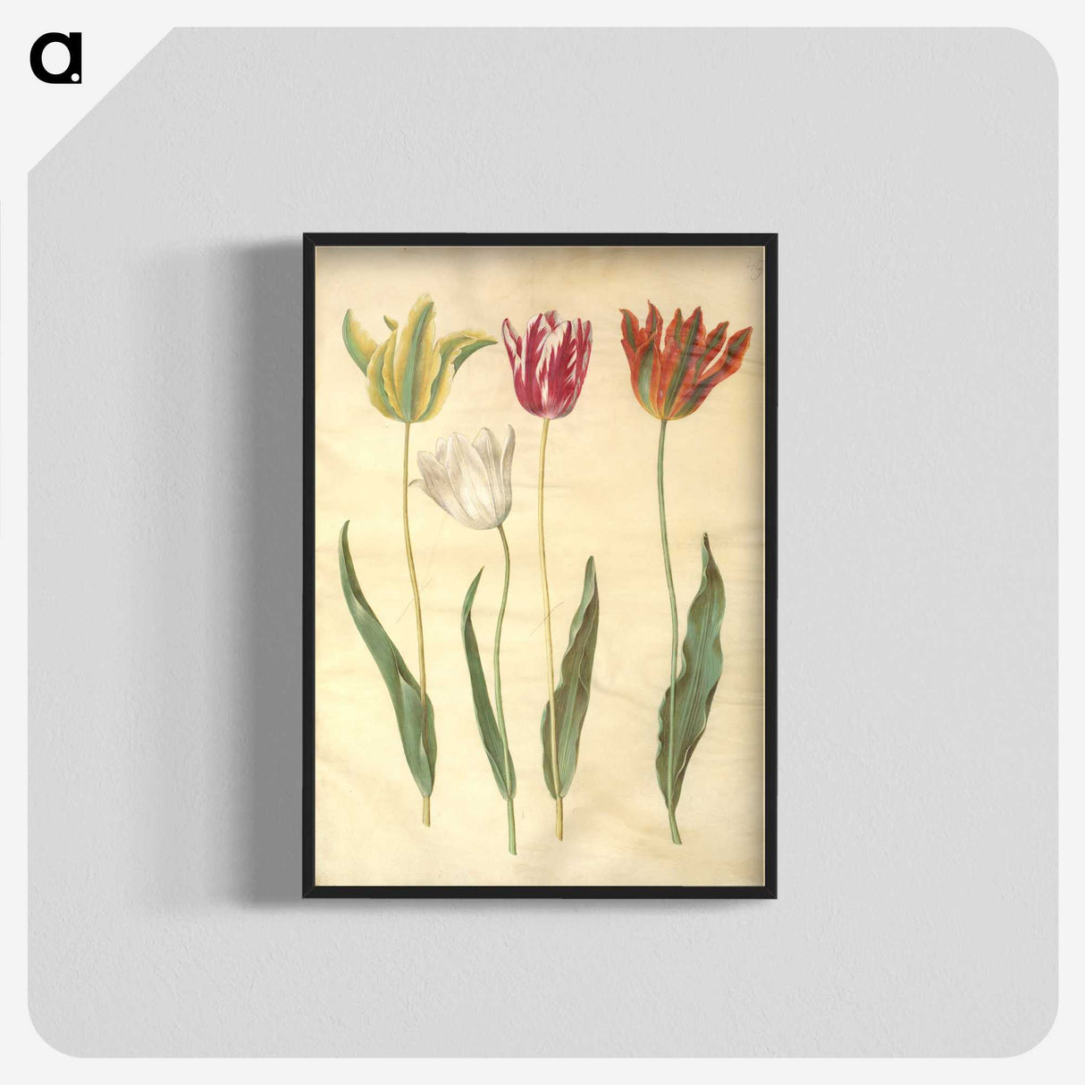 3-23_Maria-Sibylla-Merian_blk-crop