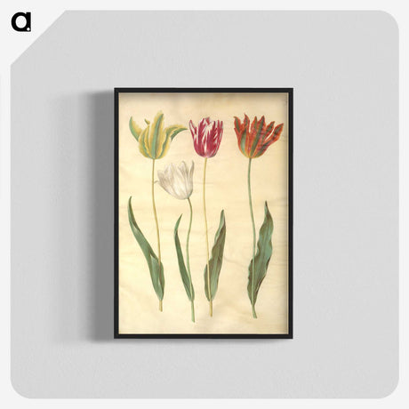 3-23_Maria-Sibylla-Merian_blk-crop