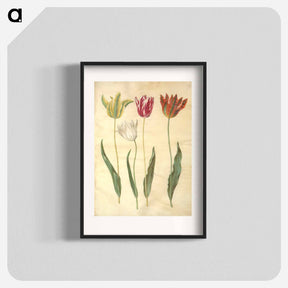 アートポスター-Tulipa Gesneriana
 - マリア ジビーラ メーリアン Poster.
