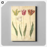 3-23_Maria-Sibylla-Merian_canvas