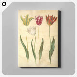 アートパネル-Tulipa Gesneriana
 - マリア ジビーラ メーリアン Canvas.