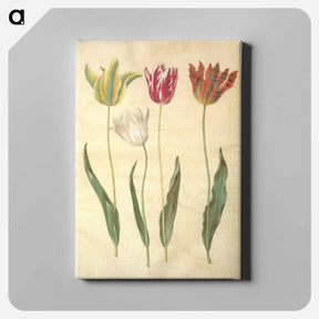 アートパネル-Tulipa Gesneriana
 - マリア ジビーラ メーリアン Canvas.