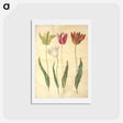アートポストカード-Tulipa Gesneriana
 - マリア ジビーラ メーリアン Postcard.