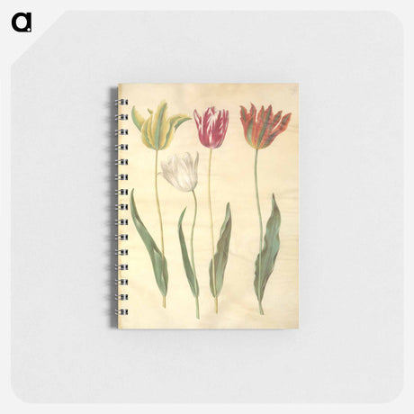 アートメモ帳-Tulipa Gesneriana
 - マリア ジビーラ メーリアン Memo.