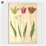 3-23_Maria-Sibylla-Merian_picture-crop