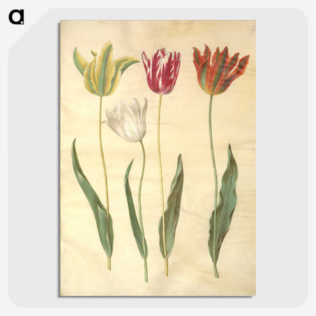 3-23_Maria-Sibylla-Merian_picture-crop