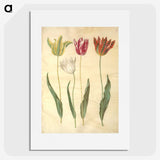 3-23_Maria-Sibylla-Merian_picture
