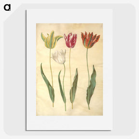 3-23_Maria-Sibylla-Merian_picture