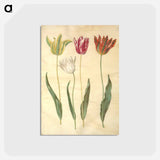 アートポストカード-Tulipa Gesneriana
 - マリア ジビーラ メーリアン Postcard.