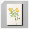 3-23_Mary-Vaux-Walcott_canvas