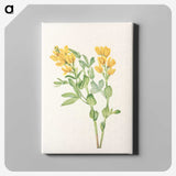 3-23_Mary-Vaux-Walcott_canvas