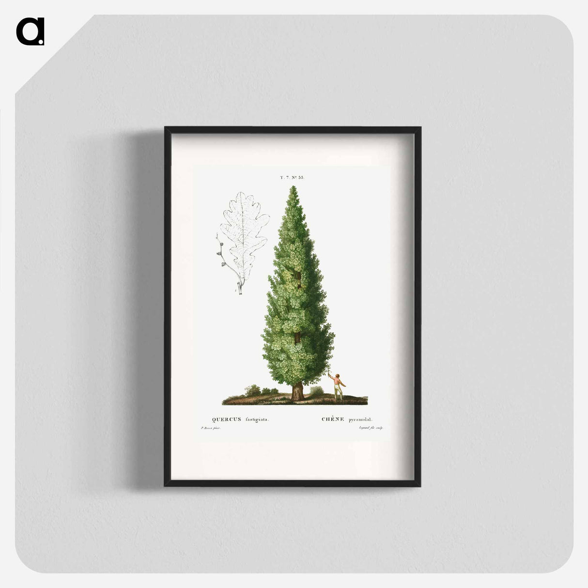 English oak, Quercus fastigiata - Pierre Joseph Redouté Poster.
