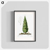 English oak, Quercus fastigiata - Pierre Joseph Redouté Poster.