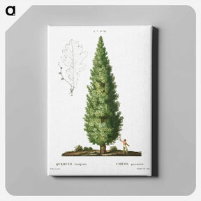 アートパネル-English oak, Quercus fastigiata - ピエール ジョゼフ ルドゥーテ Canvas.