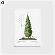アートポストカード-English oak, Quercus fastigiata - ピエール ジョゼフ ルドゥーテ Postcard.