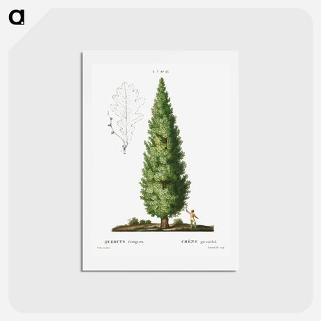 アートポストカード-English oak, Quercus fastigiata - ピエール ジョゼフ ルドゥーテ Postcard.