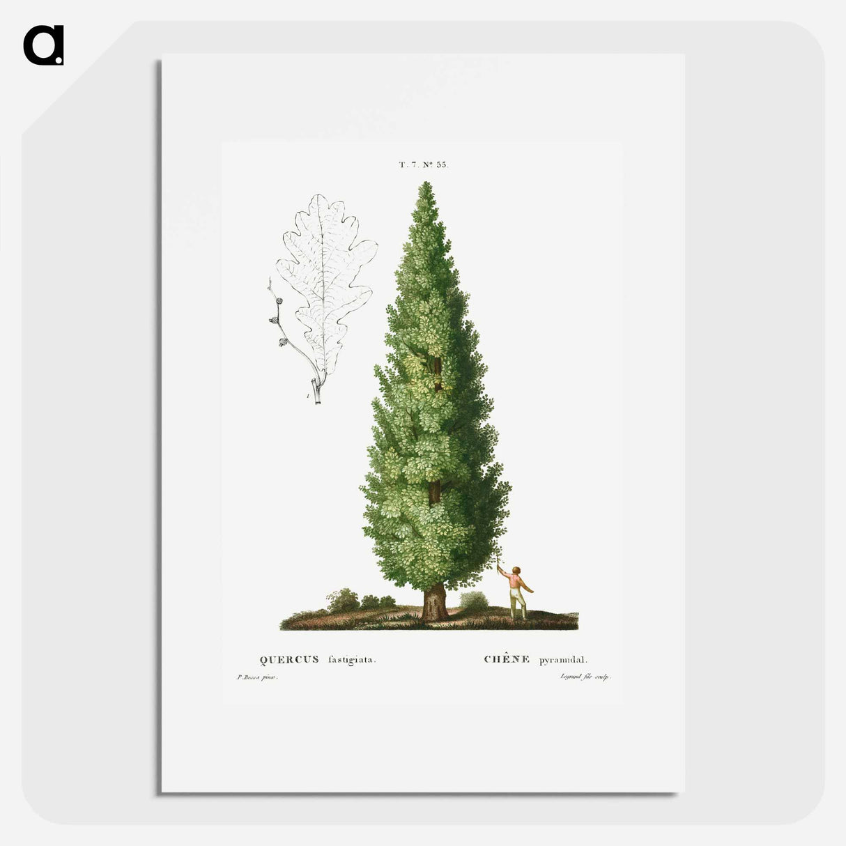 English oak, Quercus fastigiata - Pierre Joseph Redouté Poster.