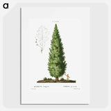 English oak, Quercus fastigiata - Pierre Joseph Redouté Poster.