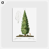 アートポストカード-English oak, Quercus fastigiata - ピエール ジョゼフ ルドゥーテ Postcard.