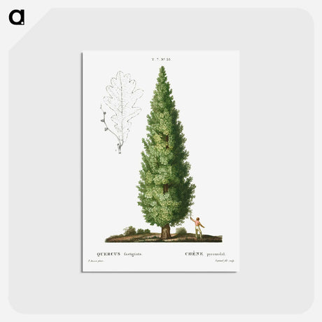 アートポストカード-English oak, Quercus fastigiata - ピエール ジョゼフ ルドゥーテ Postcard.