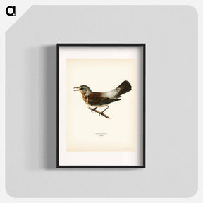 アートポスター-Fieldfare
 - スヴェンスカ フォグラル Poster.