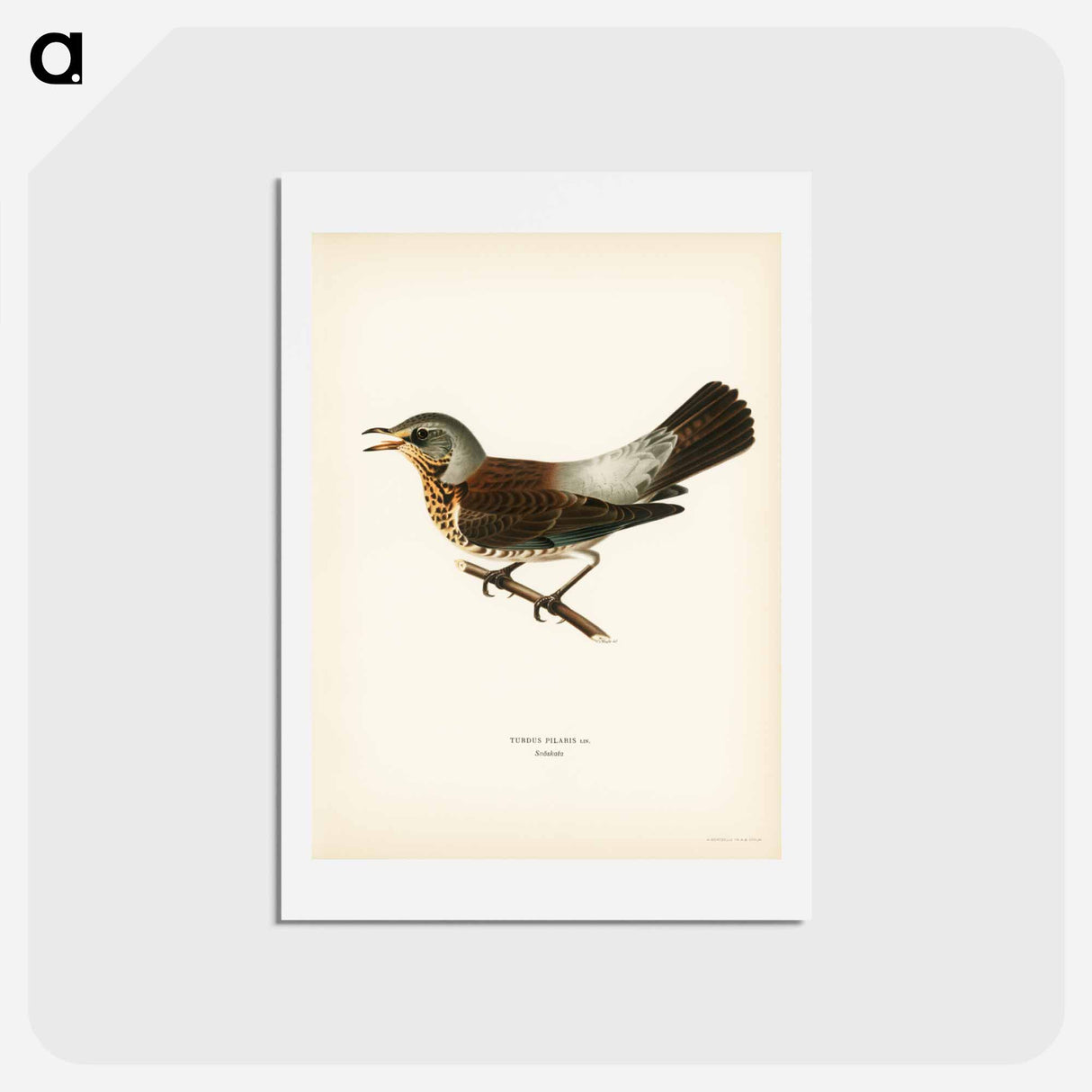 アートポストカード-Fieldfare
 - スヴェンスカ フォグラル Postcard.