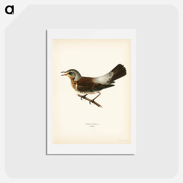 アートポストカード-Fieldfare
 - スヴェンスカ フォグラル Postcard.
