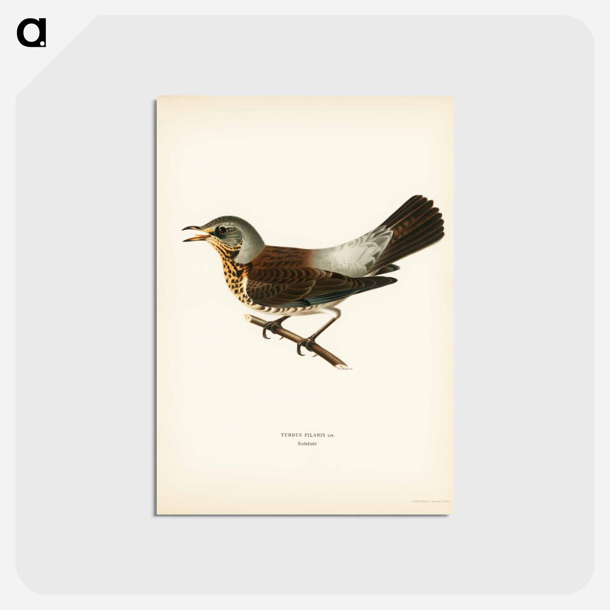 アートポストカード-Fieldfare
 - スヴェンスカ フォグラル Postcard.