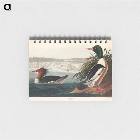 アートメモ帳-Goosander from Birds of America
 - アメリカの鳥たち Memo.
