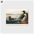 アートポストカード-Goosander from Birds of America
 - アメリカの鳥たち Postcard.