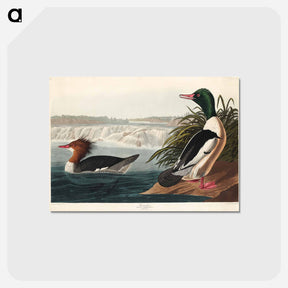 アートポストカード-Goosander from Birds of America
 - アメリカの鳥たち Postcard.