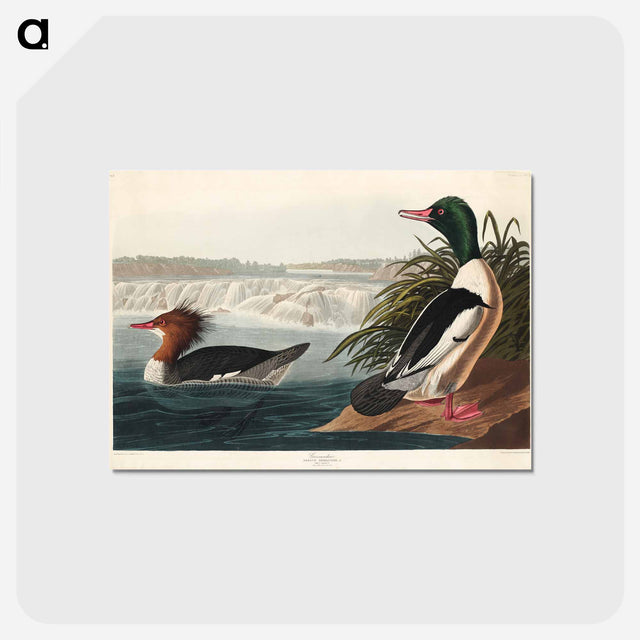 アートポストカード-Goosander from Birds of America
 - アメリカの鳥たち Postcard.