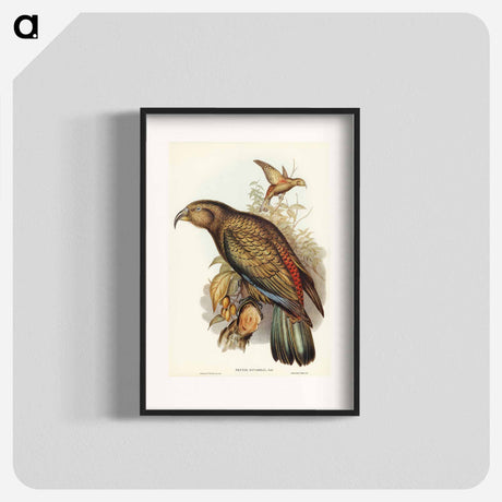 アートポスター-Kea Parrot
- オーストラリアの鳥 Poster.