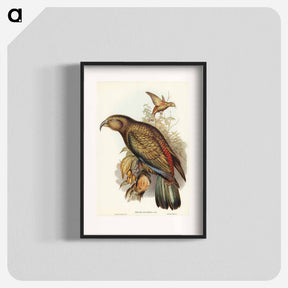 アートポスター-Kea Parrot
 - オーストラリアの鳥 Poster.