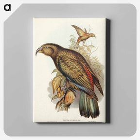 アートパネル-Kea Parrot
 - オーストラリアの鳥 Canvas.