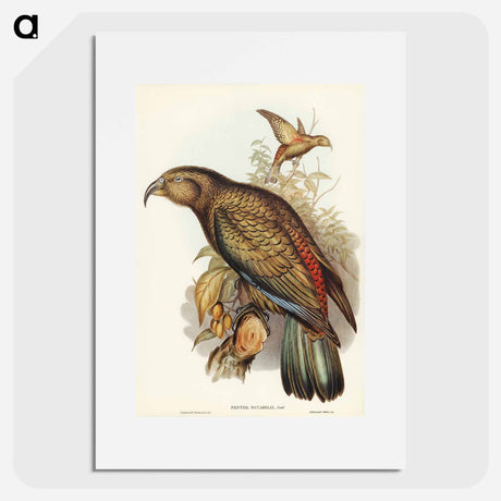 アートポスター-Kea Parrot
- オーストラリアの鳥 Poster.