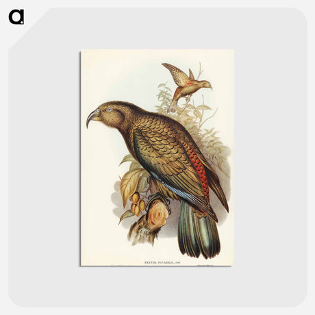アートポストカード-Kea Parrot
 - オーストラリアの鳥 Postcard.