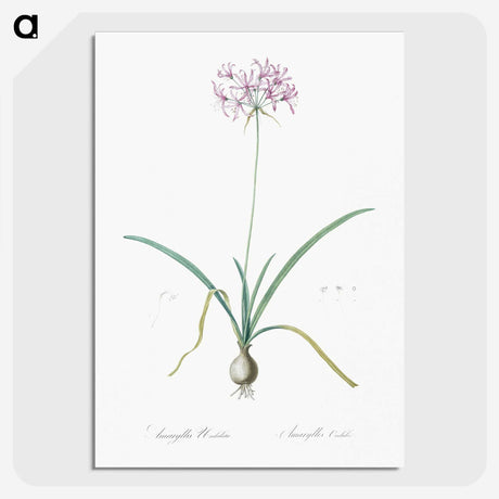 3-23_The-Lilies_picture-crop