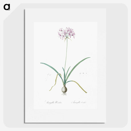 3-23_The-Lilies_picture