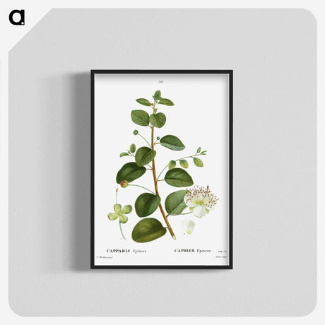 3-23_Treatise-on-Trees-and-Shrubs_blk-crop