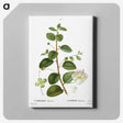 3-23_Treatise-on-Trees-and-Shrubs_canvas