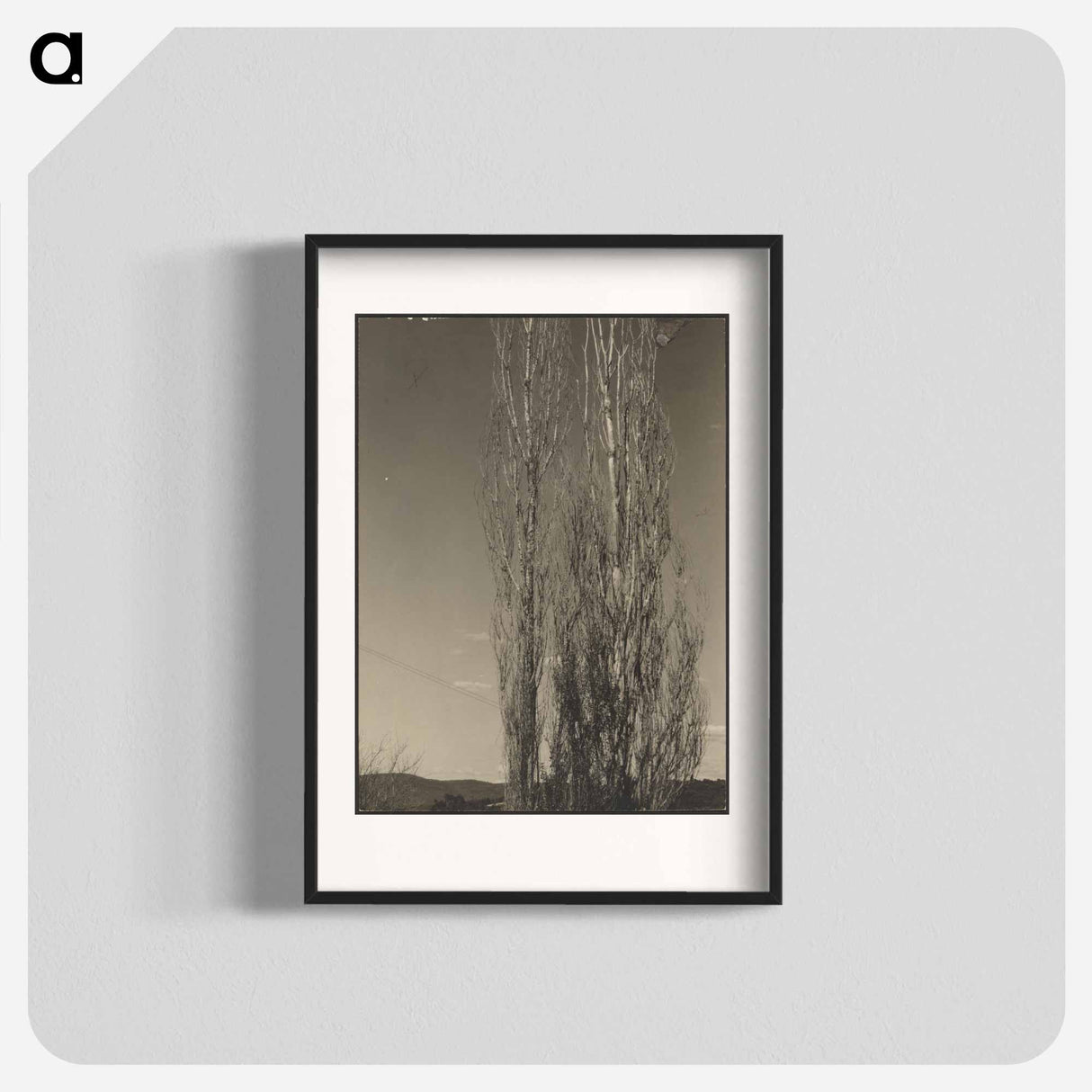 Dying Poplars, Lake George - アルフレッド スティーグリッツ Poster.